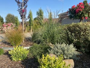 MK Gardens Ballarat Drought tolerant planting design